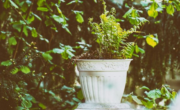 fern in pot