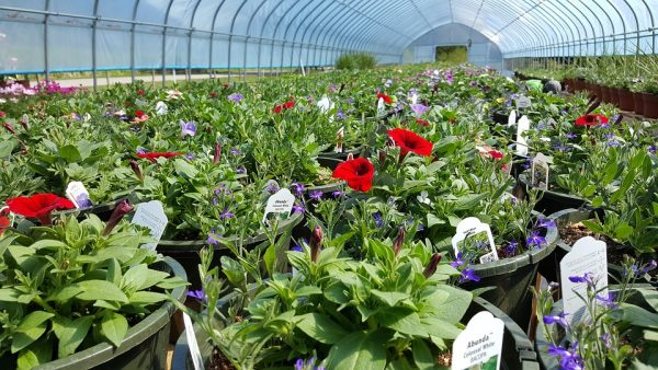 potted plants inside sunny greenhouse